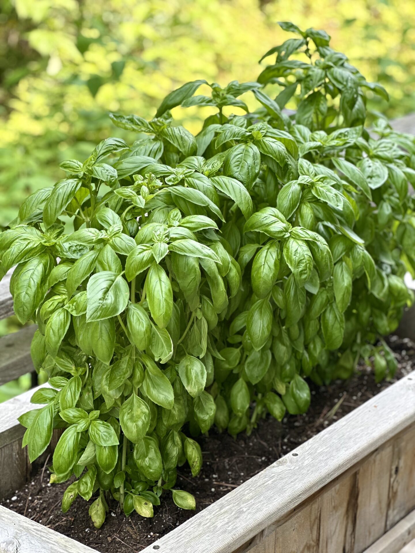 Lush and full basil plants are seen in the sunlight, in a raised cedar planter. 