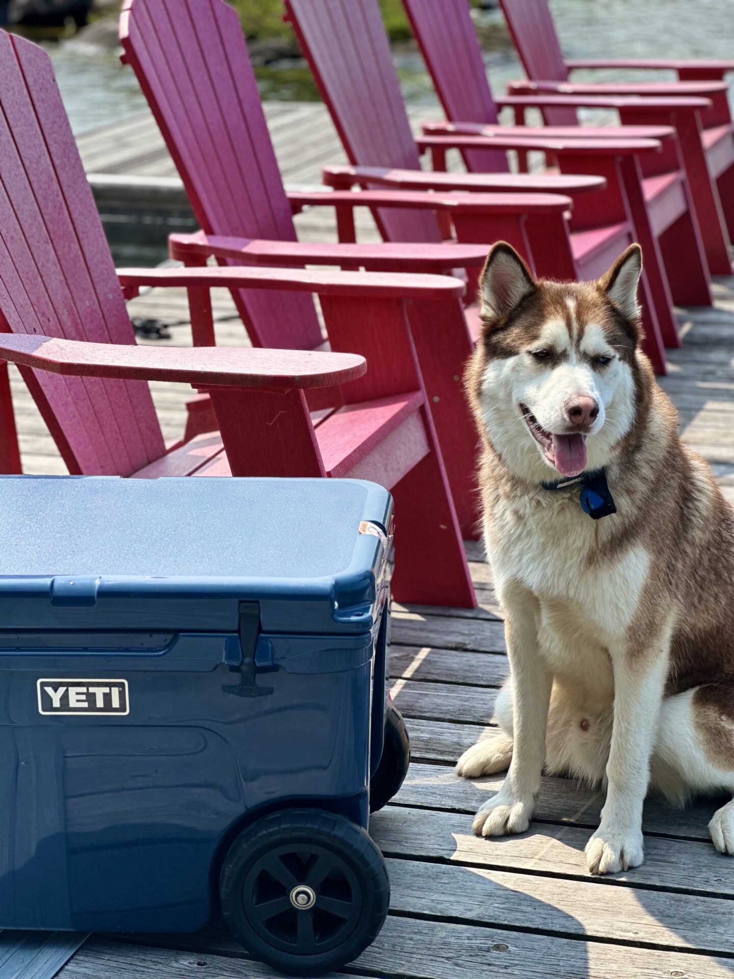 A dark blue Yeti cooler sits on a dock in front of  a row of red muskoka chairs.  Stanley, the Siberian Husky, looks on.